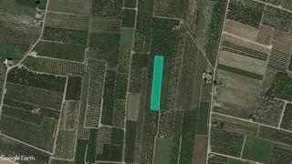 Finca rústica  Pt la mola. Solvia inmobiliaria  suelo rústico albalat de la ribera