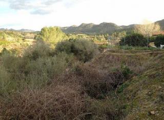 Finca rústica  C/ barxeta. Solvia inmobiliaria  suelo rústico barxeta