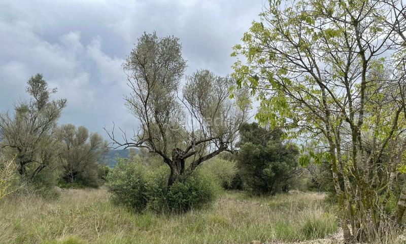 Foto 626a9d0c-77ab-4b43-b13d-c8f46869ec3f. Fondo rustico in Ulldecona