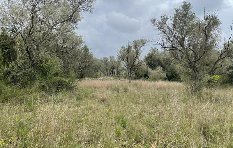 Foto bb6325aa-cf82-4c1d-b42a-83dea5422d01. Fondo rustico in Ulldecona