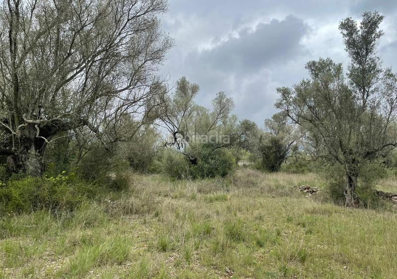 Foto d9872a49-1c09-4308-a344-94815171e344. Fondo rustico in Ulldecona