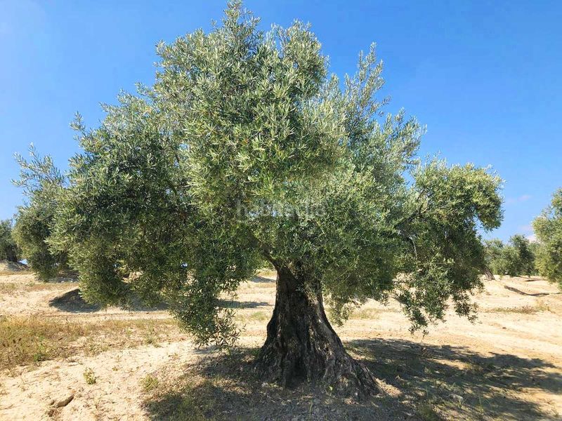 Foto 044ba44e-a62b-4b10-9173-c58f76d06c4f. Finca rústica a Torredelcampo