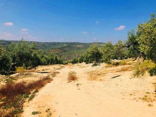 Finca rústica  Paraje la ventana y casa tejada. Solvia inmobiliaria  suelo rústico torre del campo