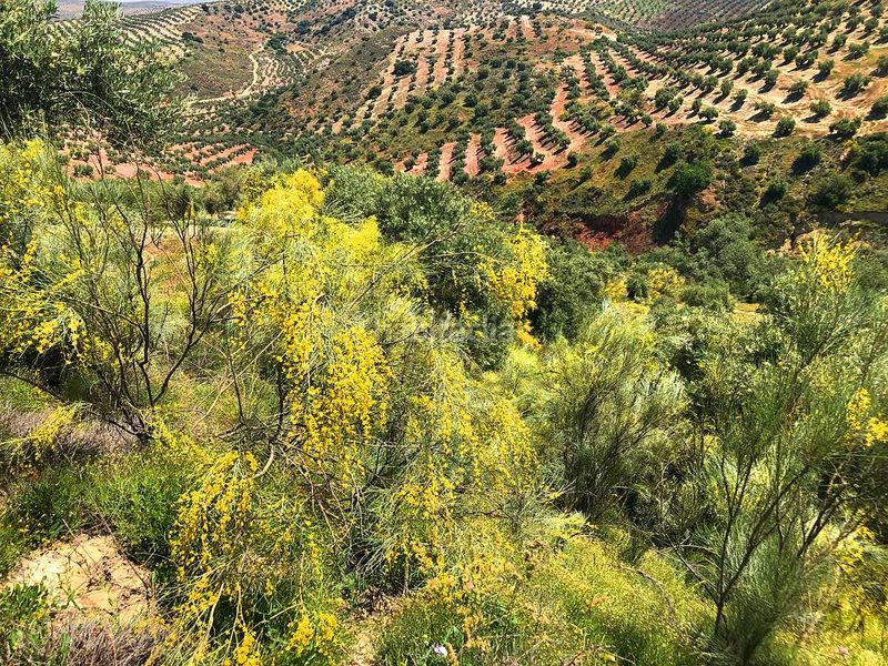 Foto 2c859970-6b1a-4e94-a7c0-a980a4396efd. Finca rústica a Torredelcampo