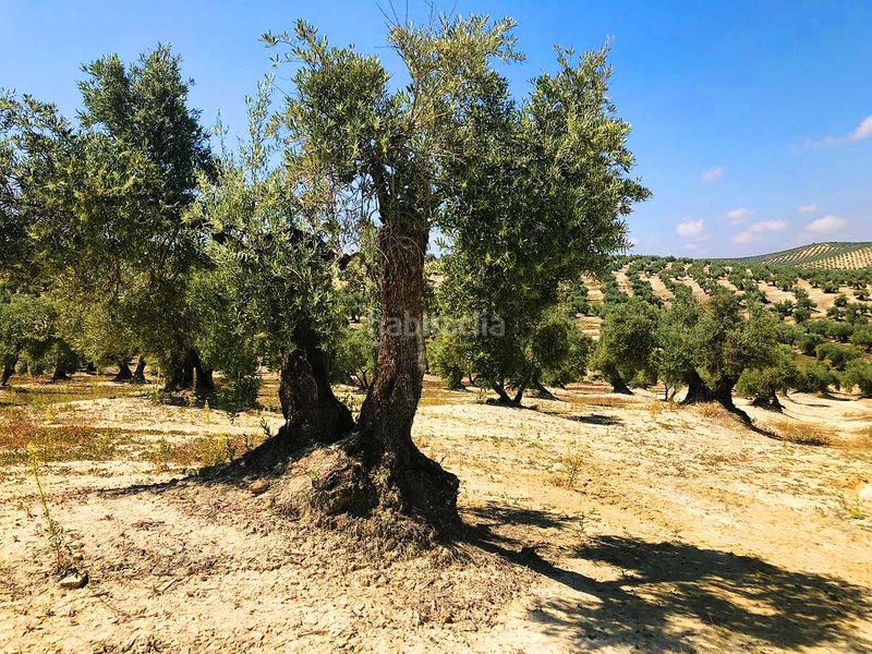 Foto b4334883-fe93-4036-8508-33937fd5abbe. Finca rústica a Torredelcampo