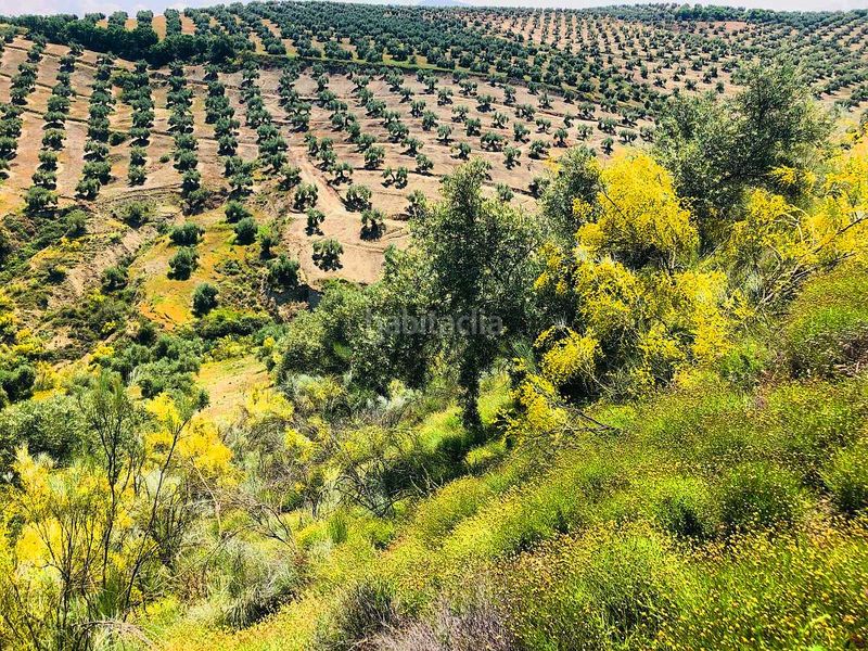 Foto d4916eaf-2d71-48e0-b07d-cadc8771eb49. Finca rústica a Torredelcampo