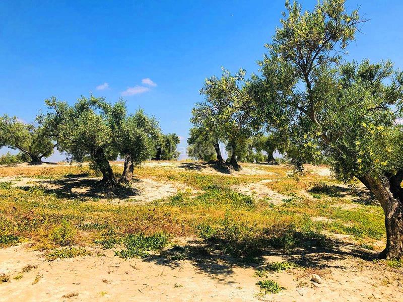 Foto d99c6c66-9ff6-4bd4-a40a-863f56c89218. Finca rústica a Torredelcampo