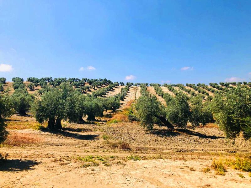 Foto e112bbeb-d001-4ecd-9cd0-848a5e1610e9. Finca rústica a Torredelcampo