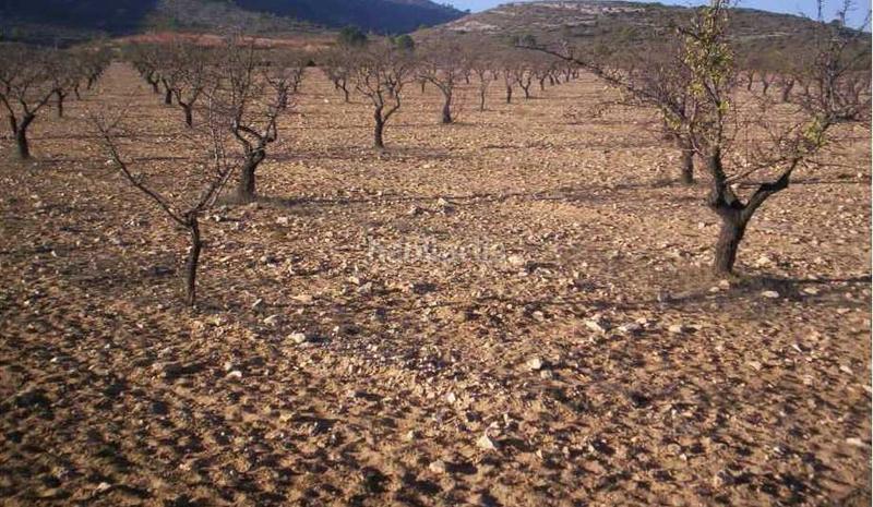 Foto 5b070a94-915d-4049-b8f7-fe24d96dc9c5. Finca rústica a Las Virtudes Villena