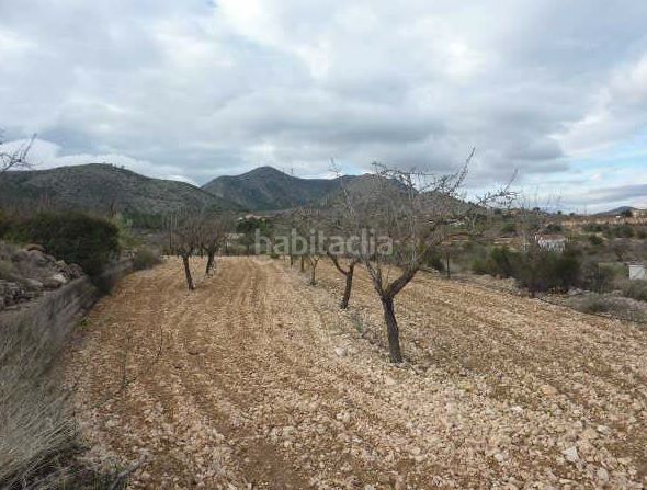 Foto 07b416cc-70df-4e0e-9480-d0cceceea54c. Finca rústica a Hondón de las Nieves