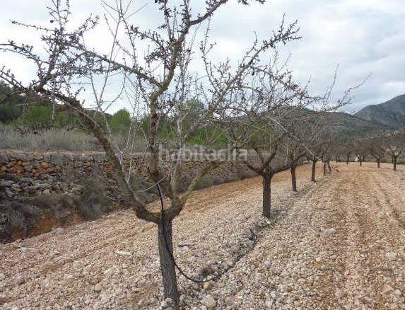 Foto f3049d57-0ffd-4ece-9cf9-6002a85ca162. Finca rústica a Hondón de las Nieves