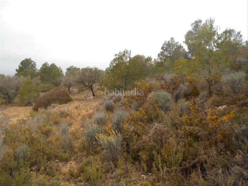 Foto cc2291f0-4b13-4242-848c-9fed2ea6cf94. Landgut in Alcalà de Xivert