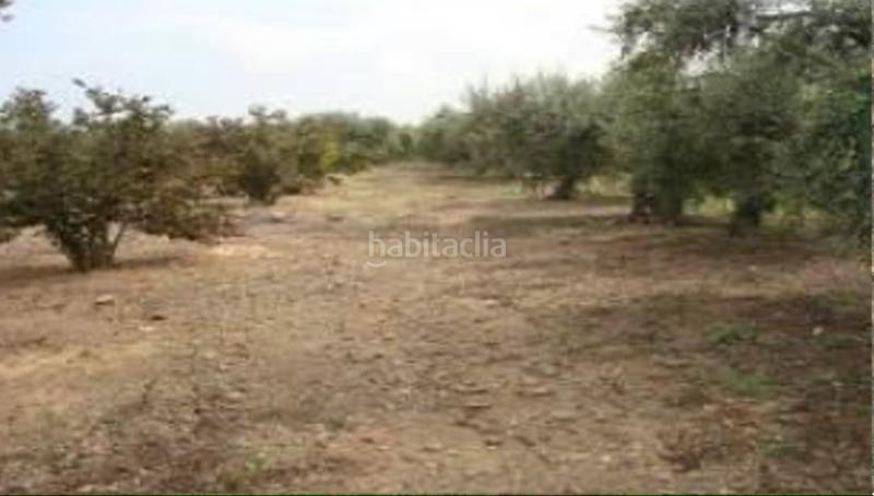 Foto 5e41304e-9edd-4f5b-9bc7-e6eee61c40dc. Fondo rustico in Botarell