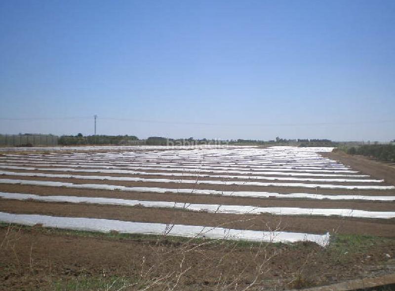 Foto e37eec4d-dffb-4f4c-a8de-c1cc7325a1d6. Finca rústica a El Marenyet Cullera