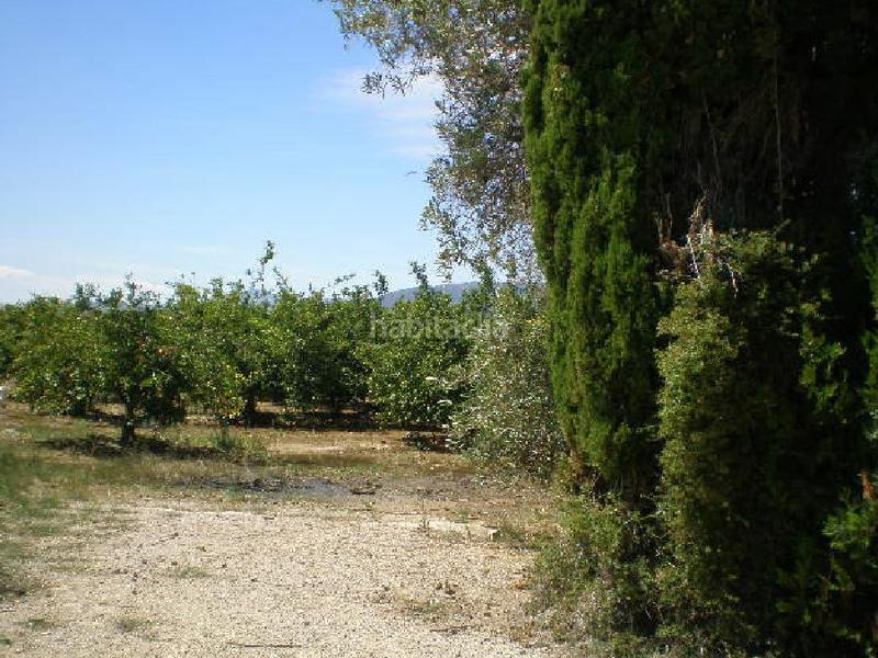 Foto 0bccf144-fc9c-47bf-96ff-8ef95744392b. Rural plot in El Marenyet Cullera