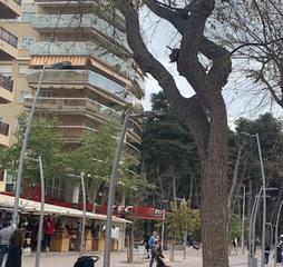 Pis  C/ barenys. Solvia inmobiliaria  piso salou