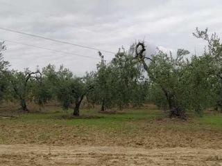Propriété  Pr los membrillos o cabeza marchena,. Solvia inmobiliaria  suelo rústico albaida del aljarafe