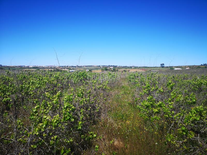 Foto 4ed2c091-b16c-4e75-a40d-56f925b31107. Finca rústica solvia inmobiliaria suelo rústico en Bollullos Par del Condado