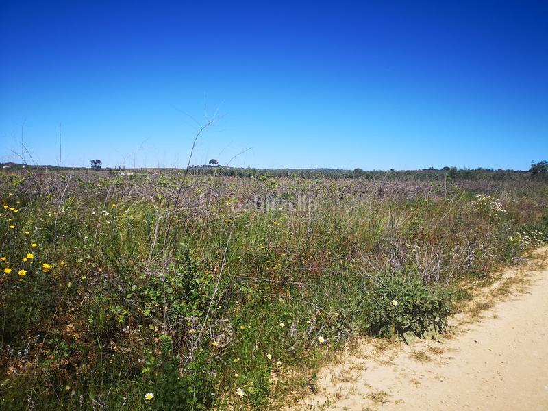 Foto 9077cd23-eb77-4bbd-9b5b-94e9f82a6466. Finca rústica solvia inmobiliaria suelo rústico en Bollullos Par del Condado