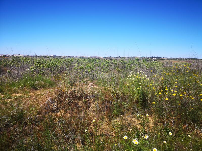 Foto f2c39510-b68a-4c0f-800a-d26b08d6cca3. Finca rústica solvia inmobiliaria suelo rústico en Bollullos Par del Condado