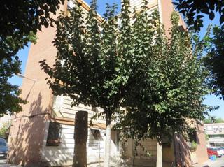 Piso  Paz. Solvia inmobiliaria  piso murcia
