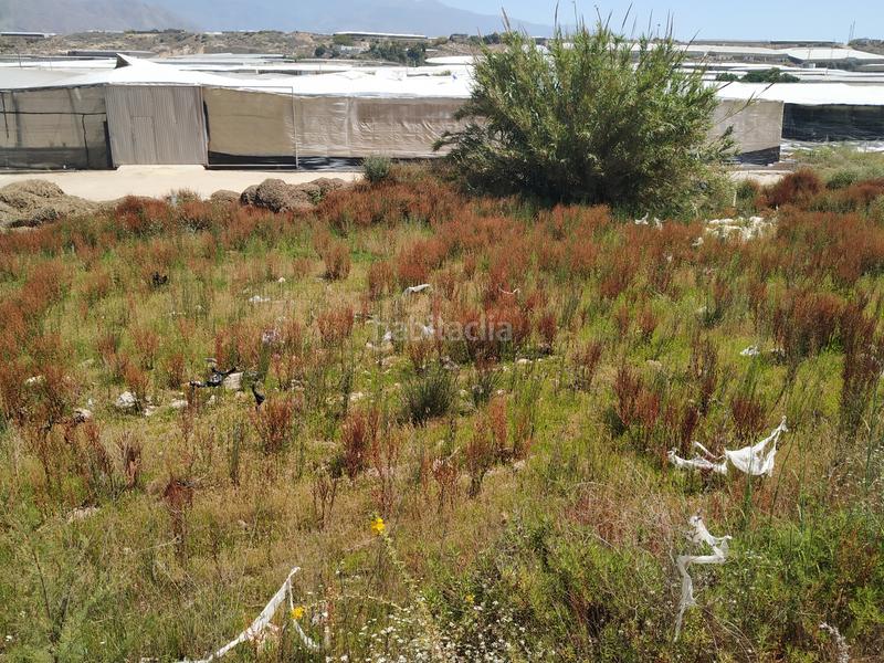 Foto 465a7820-d6f3-42e7-8075-9cc83d478a2c. Fondo rustico in Balerma Ejido (El)