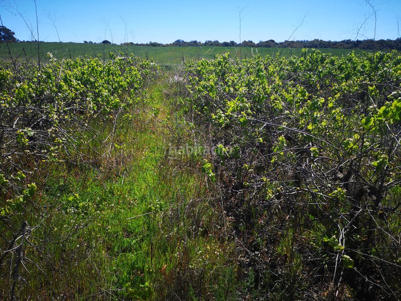 Foto a7e09522-e2ff-4472-9e16-fb2fce2578d0. Finca rústica a Bollullos Par del Condado