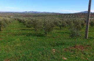 Finca rústica  Retamal. Solvia inmobiliaria  suelo rústico génave