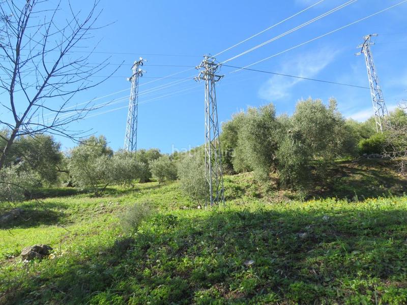 Foto 3a526118-8031-4b96-88e6-980adea1abcc. Fondo rustico in El Pópulo - Santa María Cádiz