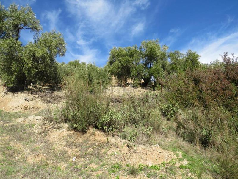 Foto 54693855-6d53-45f3-9a85-5c0819c12582. Fondo rustico in El Pópulo - Santa María Cádiz