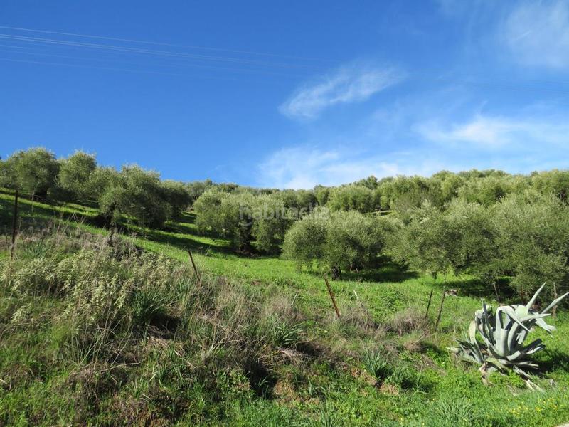 Foto cd528b73-b691-4641-aef3-2681cf71fd3d. Fondo rustico in El Pópulo - Santa María Cádiz