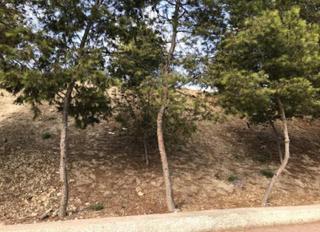 Finca rústica  Altosmoros. Solvia inmobiliaria  suelo rústico lorquí
