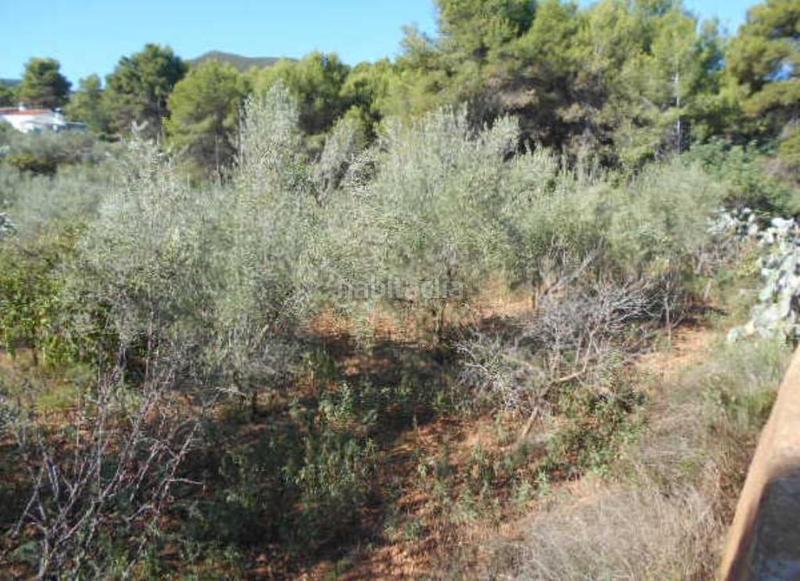 Foto 10064c5e-71b7-497e-a5c4-3fa2b027a604. Fondo rustico in Algímia de Alfara