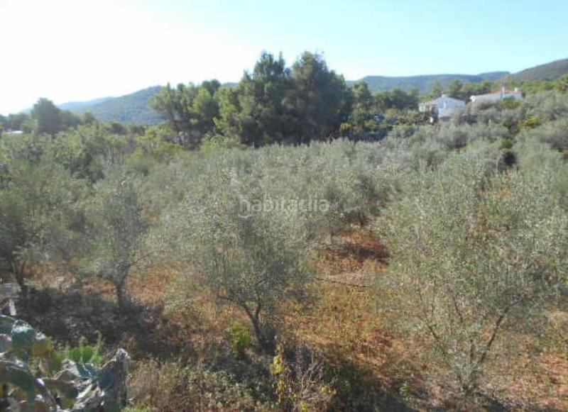 Foto f6e59b80-eec9-4842-aa2e-d8ec8e27d740. Fondo rustico in Algímia de Alfara