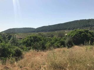 Finca rústica  C/ partida del llano. Solvia inmobiliaria  suelo rústico estubeny