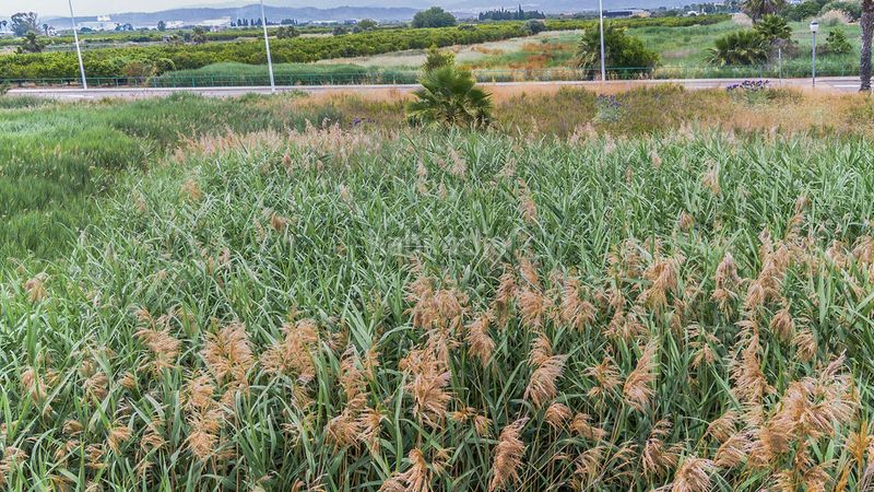 Foto 37416fea-6907-4c2b-a502-1c7b39dced0b. Finca rústica a Moncófar Playa Moncofa