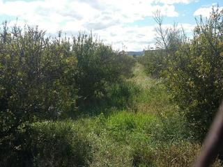 Finca rústica  Xativa. Solvia inmobiliaria  suelo urbanizable alcàntera de xúquer