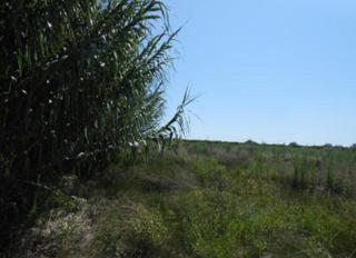 Finca rústica  Montiver. Solvia inmobiliaria  suelo rústico saguntosagunt