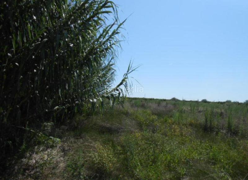 Foto 763f5736-d0ef-48fa-a198-e0a6fb9391c4. Finca rústica solvia inmobiliaria suelo rústico o en Sagunt