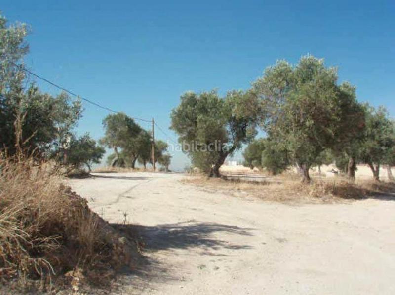 Foto d19b01bf-d2af-4f45-ba61-dc790617df10. Fondo rustico in Sevilla la Nueva