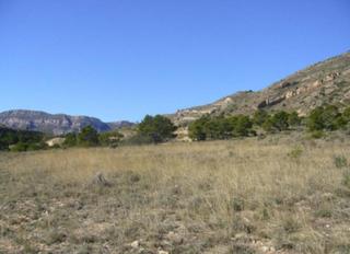 Finca rústica  Palomarets (els). Solvia inmobiliaria  suelo rústico petrer