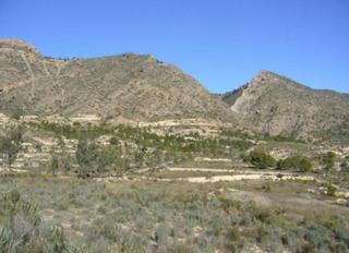 Finca rústica  Palomarets (els). Solvia inmobiliaria  suelo rústico petrer