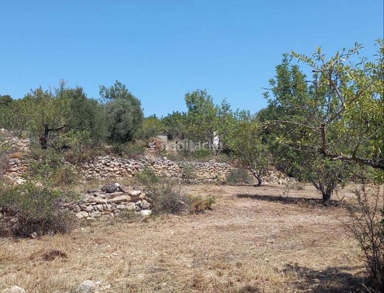 Foto afac9d95-3a3c-418b-af58-7222bc10b1a6. Finca rústica solvia inmobiliaria terreno con edificación coves de vinromà les en Coves de Vinromà (les)