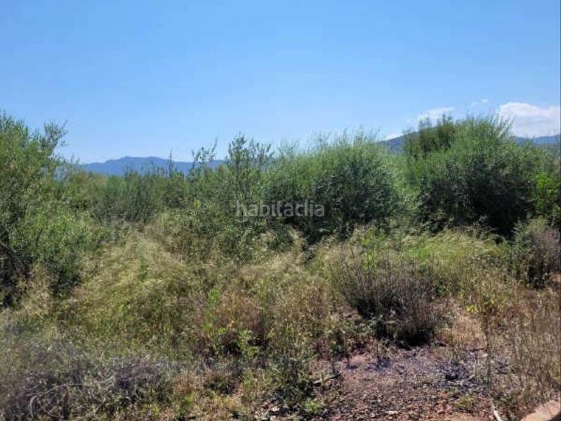 Foto fb7ade43-d275-4588-abf8-17c40c3e70cd. Finca rústica solvia inmobiliaria suelo rústico en Betxí