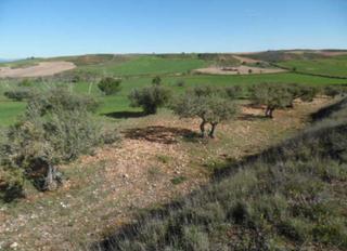 Propriété  C/ sector urbanizable 3. Solvia inmobiliaria  suelo urbanizable tórtola de henares