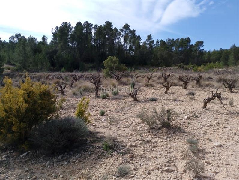 Foto bf7fc51d-aa86-47c7-96fc-90141251cb68. Bâtiment à usage industriel dans Requena