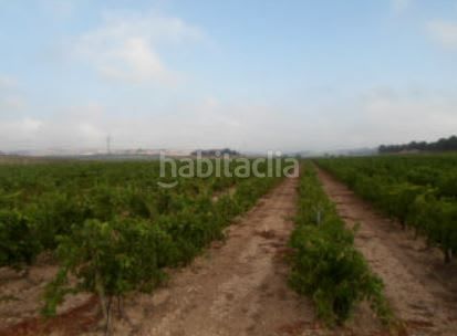 Foto e4082abc-45ef-4b34-a1c4-33fd8e4333db. Finca rústica a Partidas Norte Villena