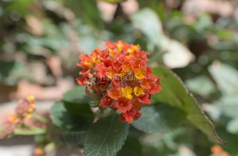 Foto 0a69b5d9-aae6-44c0-8925-ebaa6bebfc5f. Casa a Órgiva