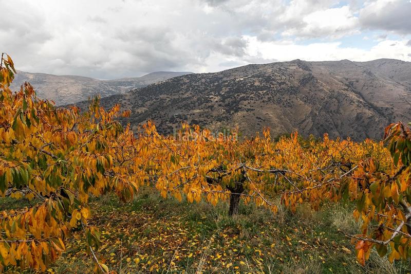 Foto 54eaccb0-0a9f-4101-b3bc-d3e1cfa59257. Finca rústica oportunidad unica en guejar sierra!!!! en Güéjar Sierra
