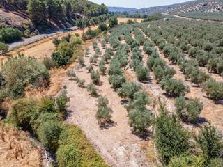 Fondo rustico in Deifontes. Gran oportunidad !!!! olivar en venta.....
